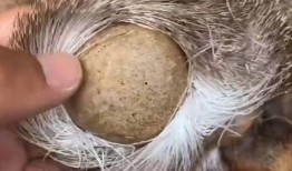 老汪爆料毛毛虫视频大全,毛毛虫视频大全，带你领略自然界的奇妙瞬间